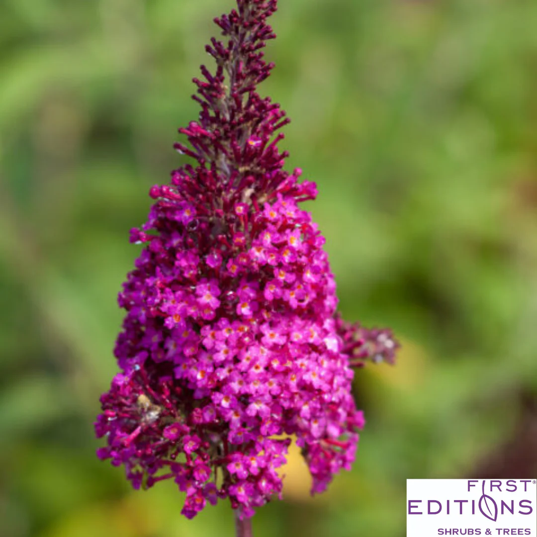 Funky Fuchsia Butterfly Bush | Buddleia davidii - Image 5