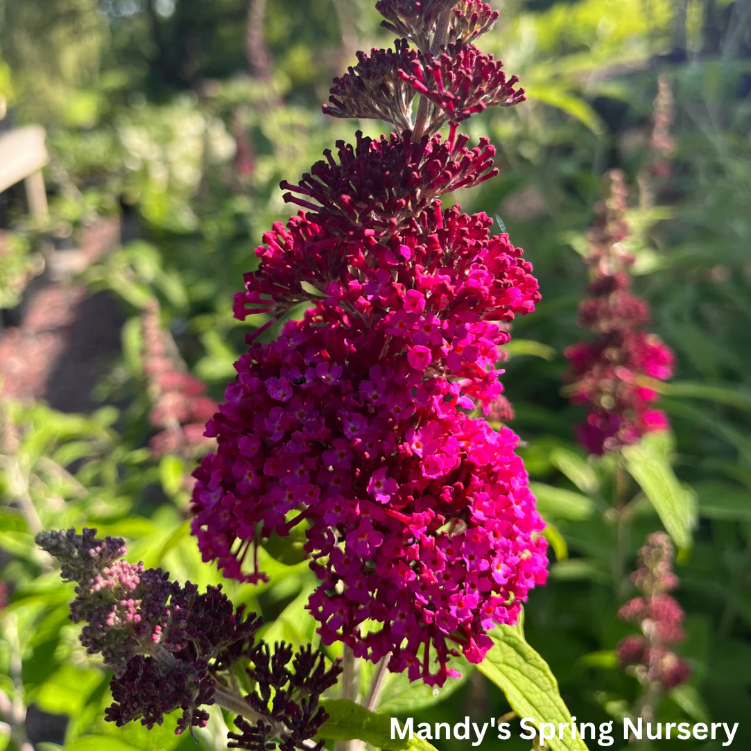 Funky Fuchsia Butterfly Bush | Buddleia davidii - Image 6