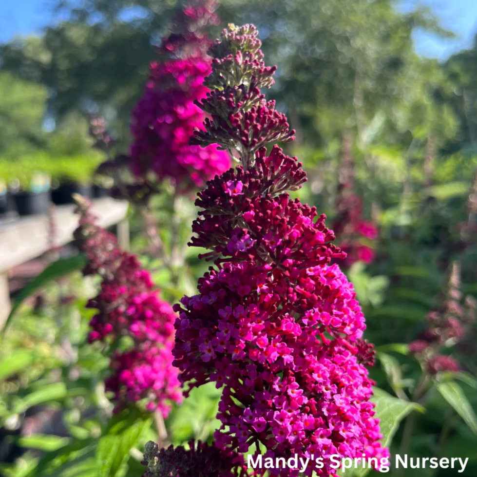 Funky Fuchsia Butterfly Bush | Buddleia davidii - Image 7
