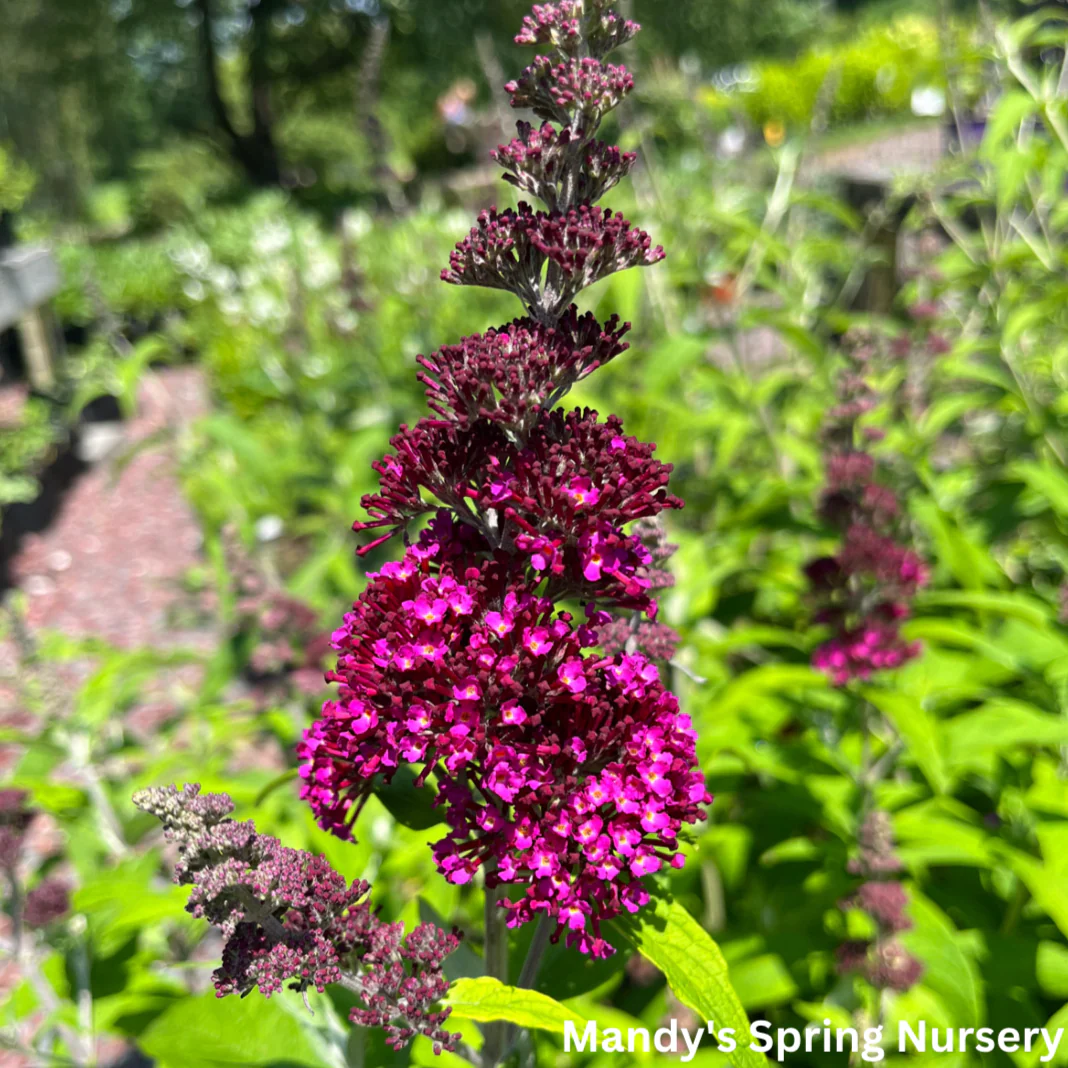 Funky Fuchsia Butterfly Bush | Buddleia davidii - Image 8