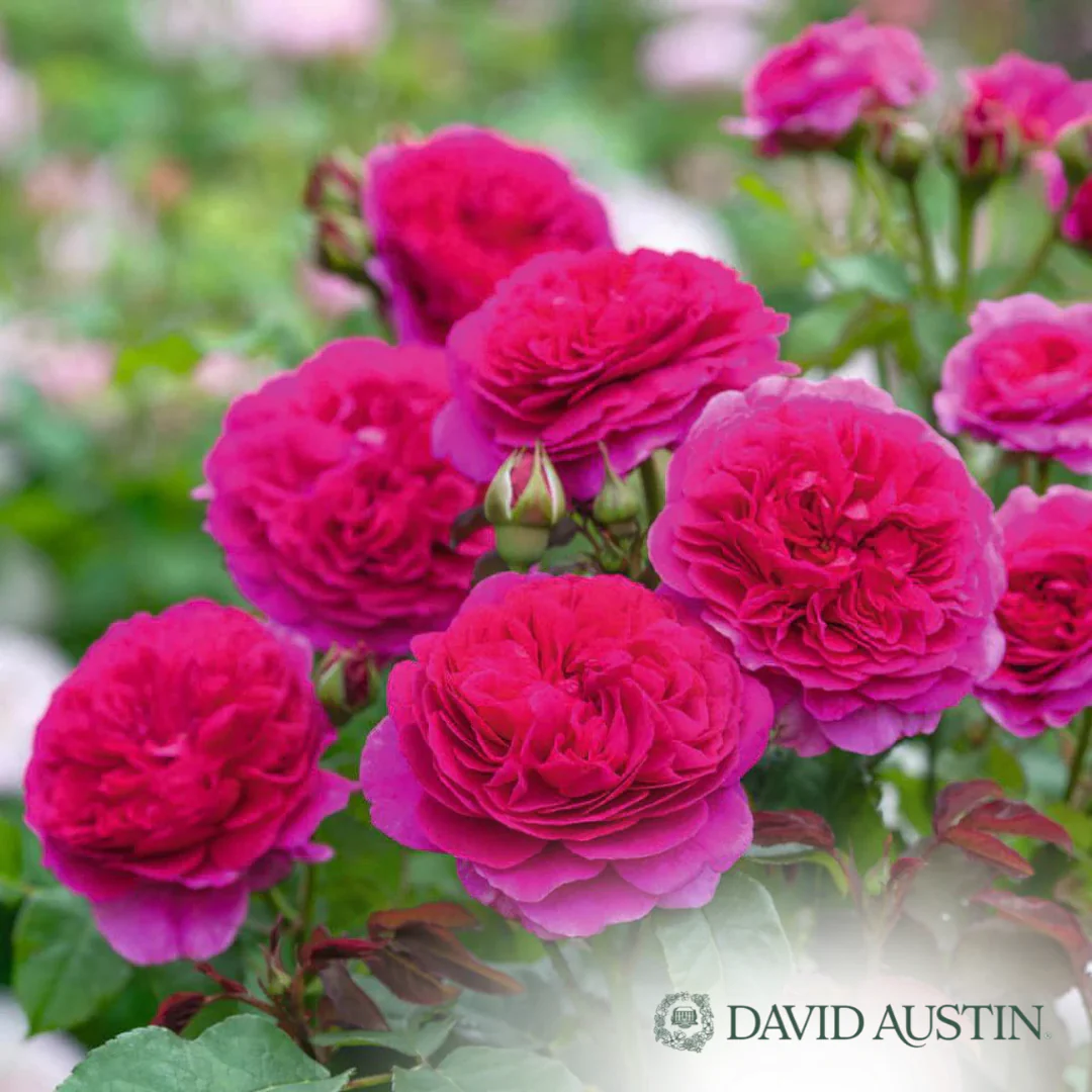 Gabriel Oak Rose | Rosa - Image 4