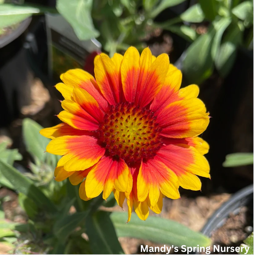 Arizona Sun Blanket Flower | Gaillardia aristata - Image 4