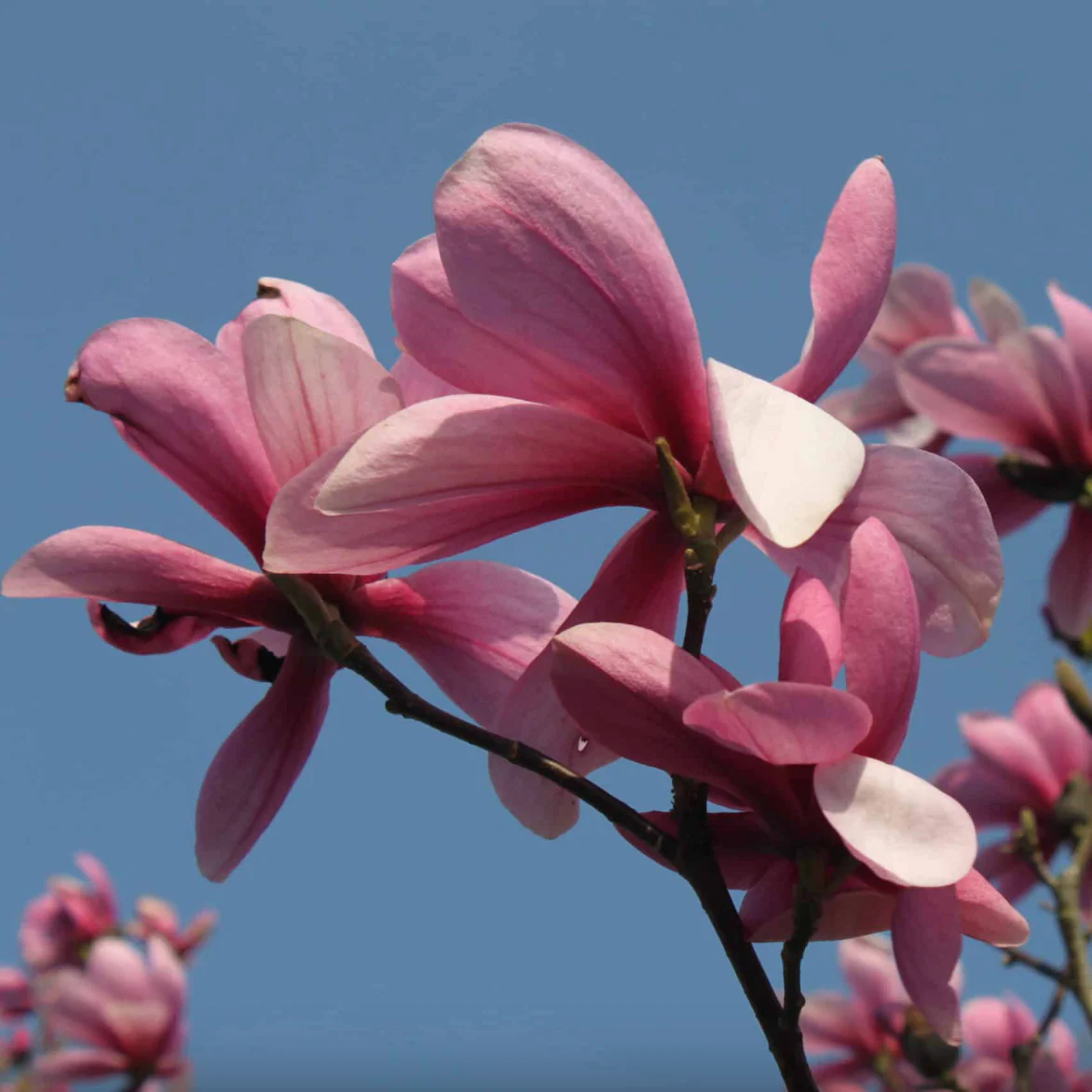 Galaxy Magnolia | Magnolia x 'Galaxy' - Image 3