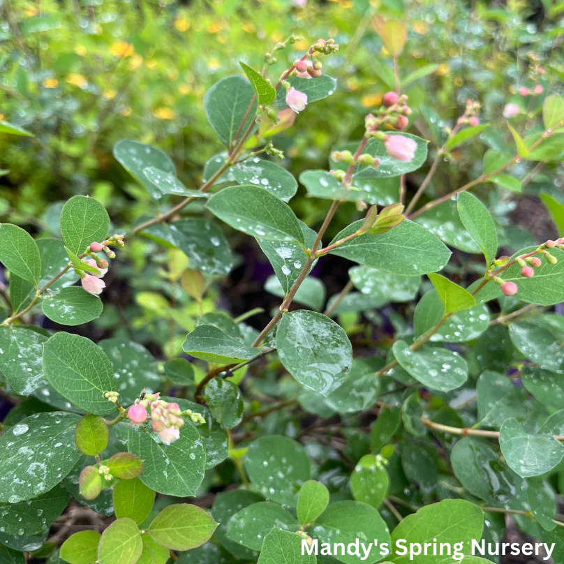 Galaxy Snowberry | Symphoricarpos x doorenbosii - Image 2