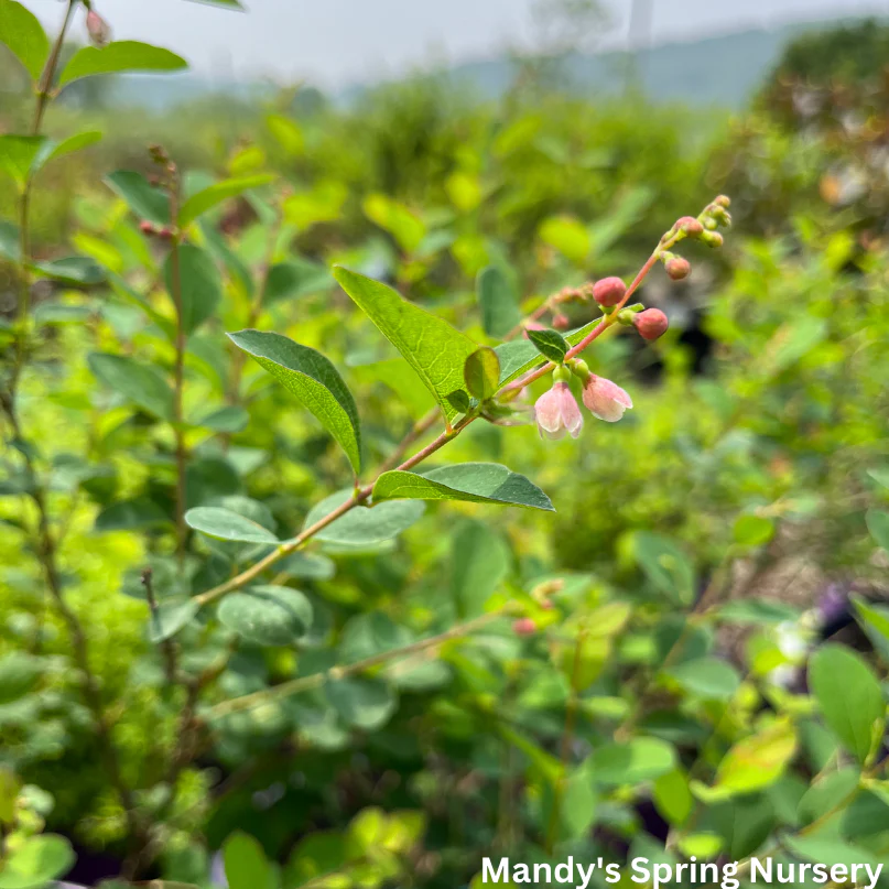 Galaxy Snowberry | Symphoricarpos x doorenbosii - Image 3