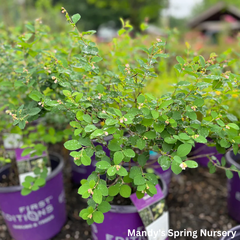 Galaxy Snowberry | Symphoricarpos x doorenbosii - Image 4