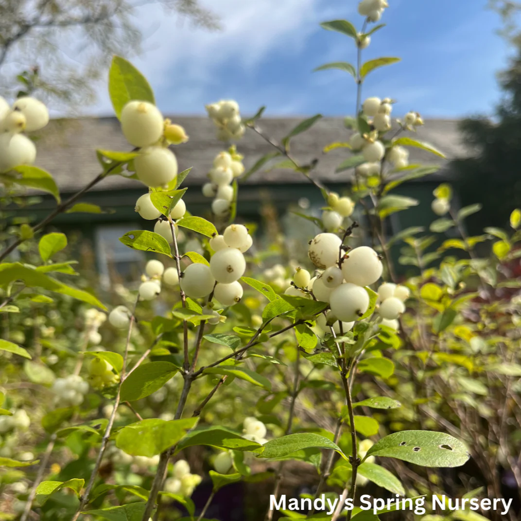 Galaxy Snowberry | Symphoricarpos x doorenbosii - Image 5