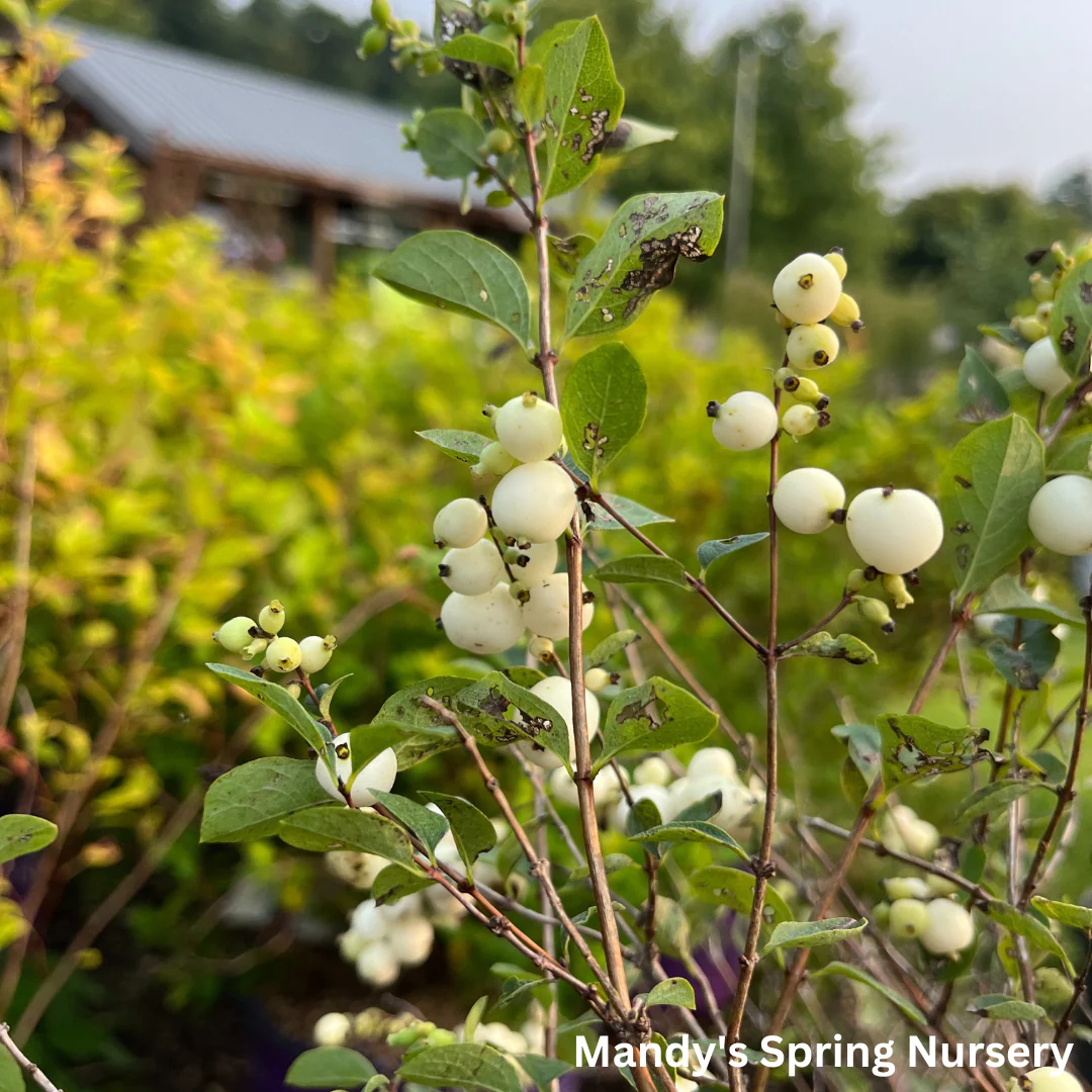Galaxy Snowberry | Symphoricarpos x doorenbosii - Image 6