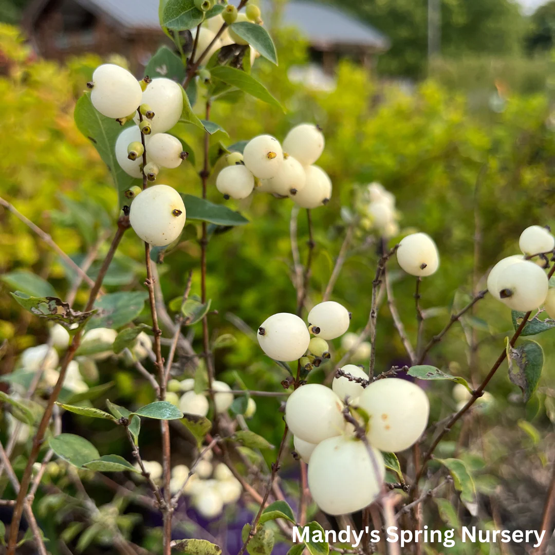 Galaxy Snowberry | Symphoricarpos x doorenbosii - Image 7