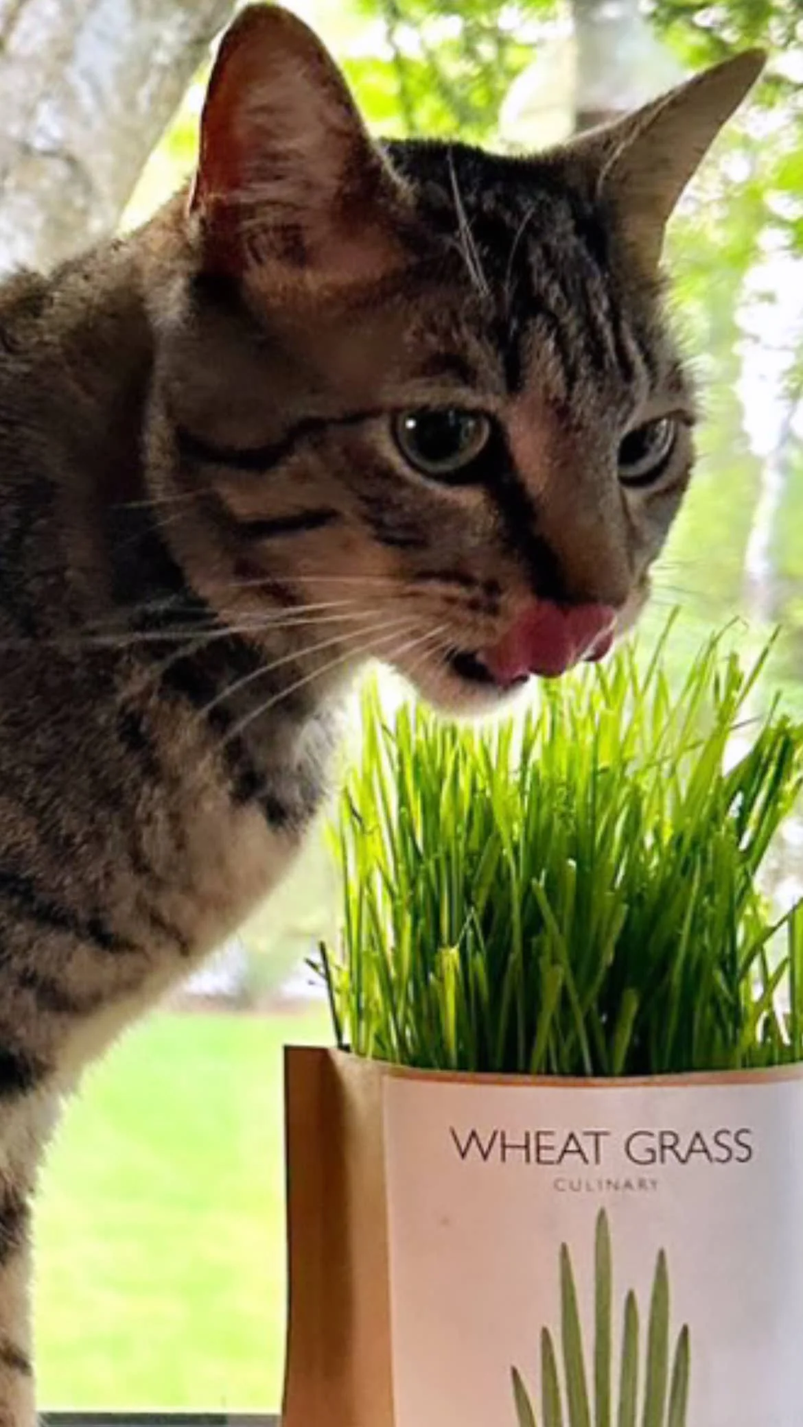 Garden in a Bag | Cat Grass | Spring Pet Treat Gift - Image 2