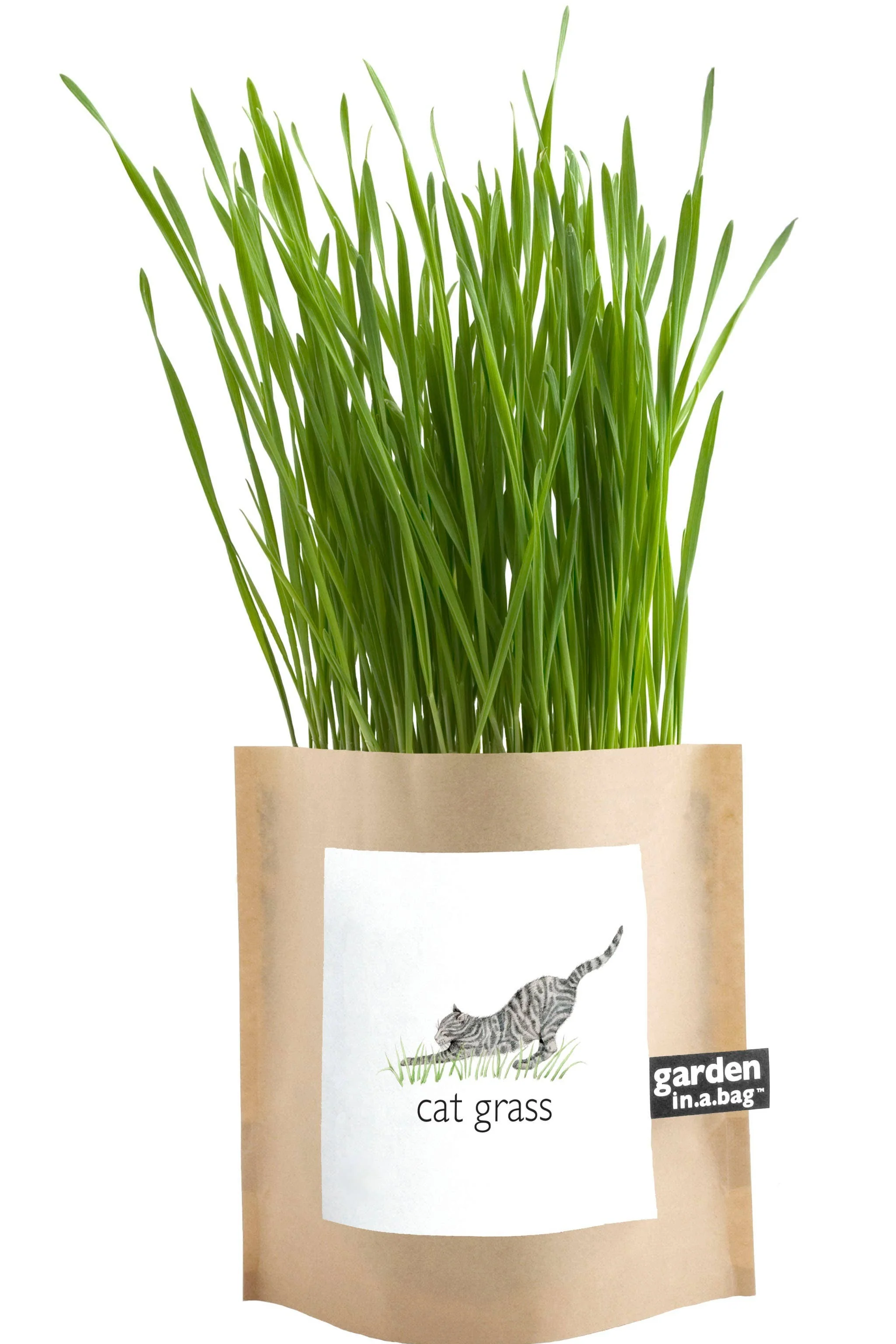 Garden in a Bag | Cat Grass | Spring Pet Treat Gift - Image 3