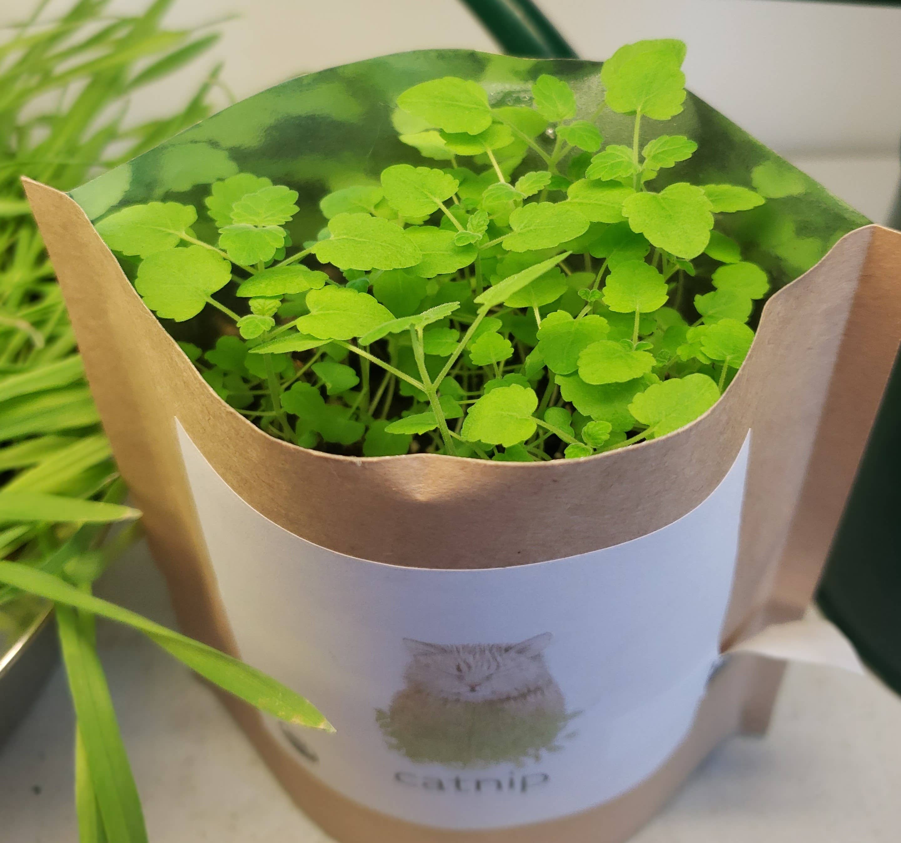 Garden in a Bag | Catnip | Spring Pet Treat Gift - Image 2