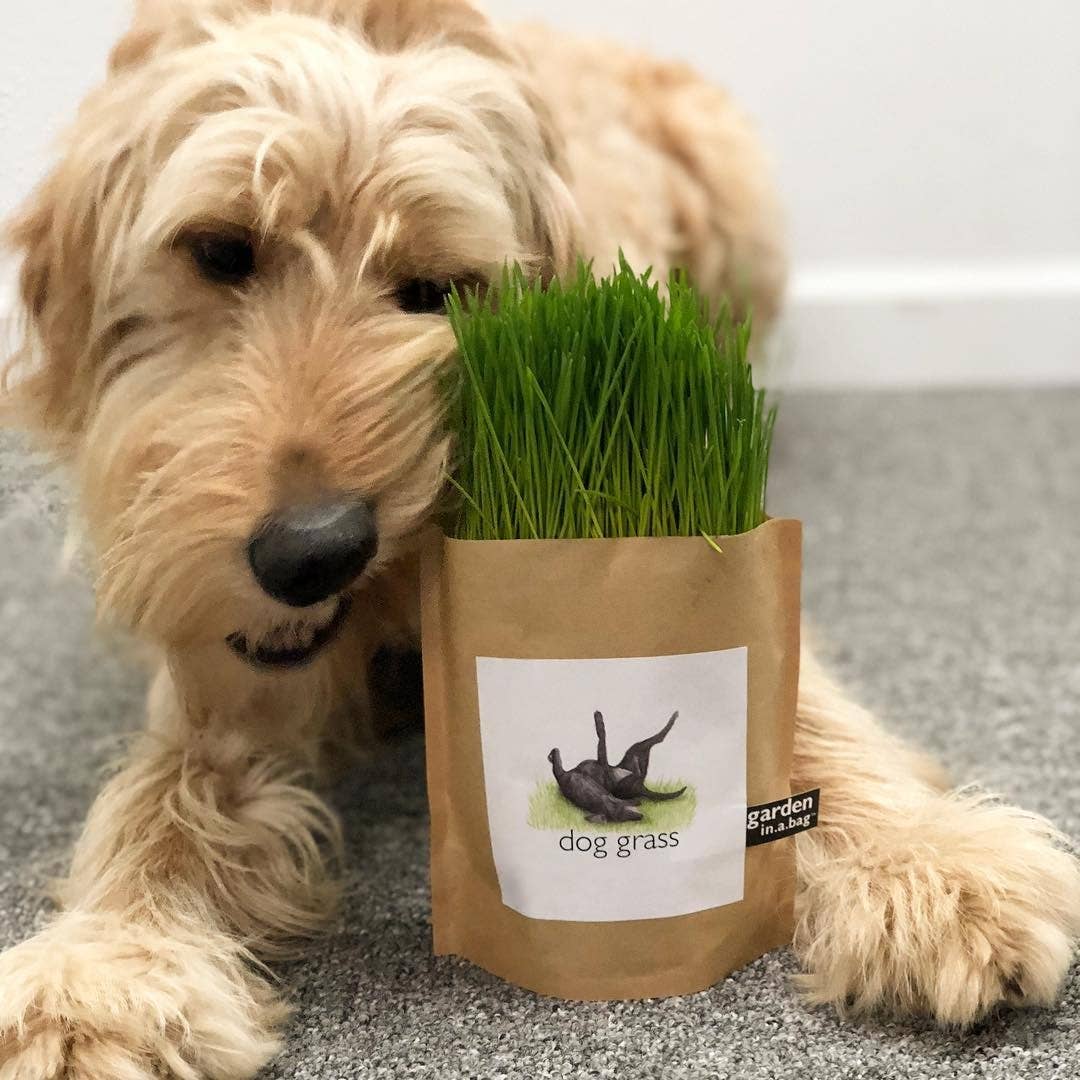 Garden in a Bag | Dog Grass | Spring Pet Treat Gift - Image 2
