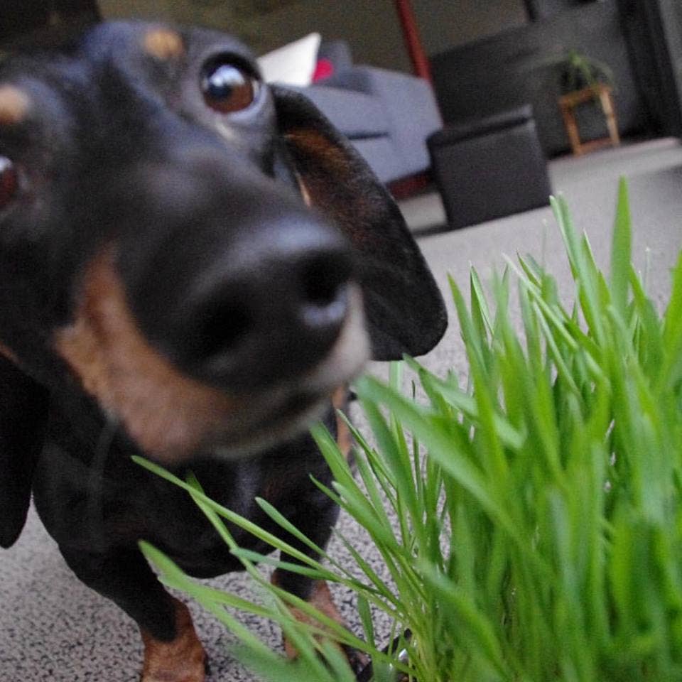 Garden in a Bag | Dog Grass | Spring Pet Treat Gift - Image 4