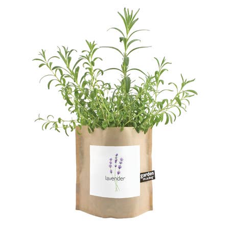 Garden in a Bag | Lavender | Best Seller - Image 2