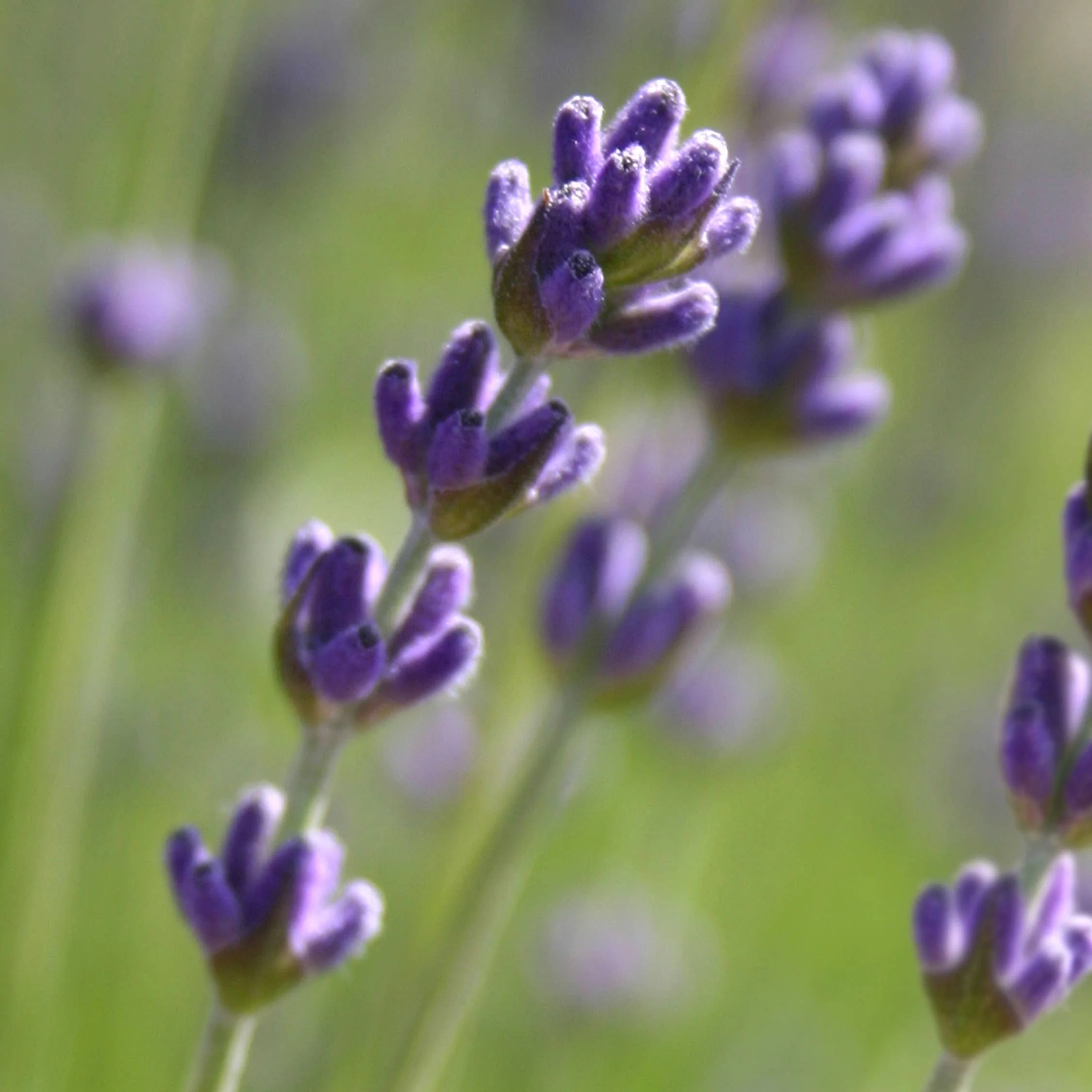 Garden in a Bag | Lavender | Best Seller - Image 3