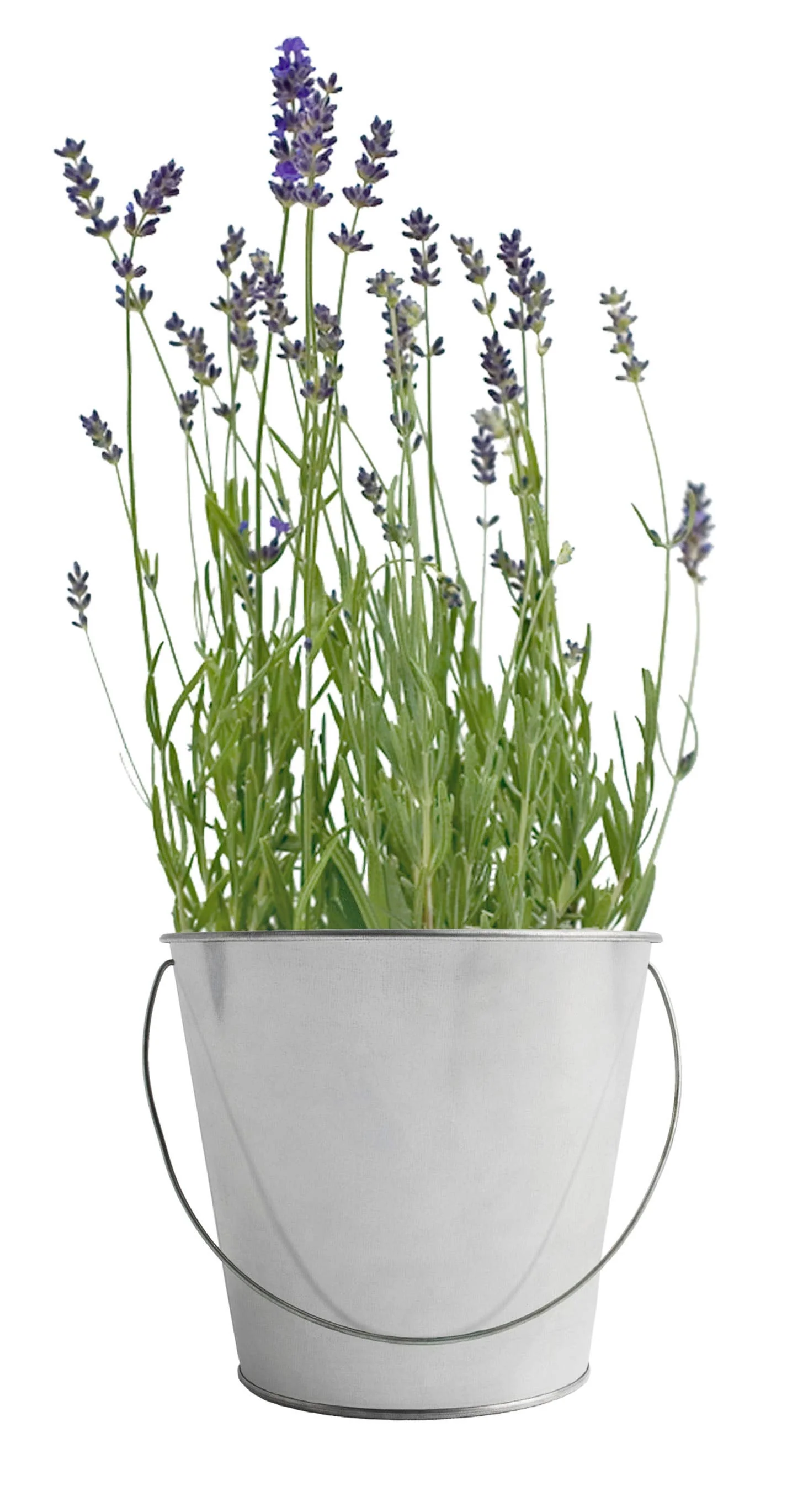 Garden in a Bag | Lavender | Best Seller - Image 5