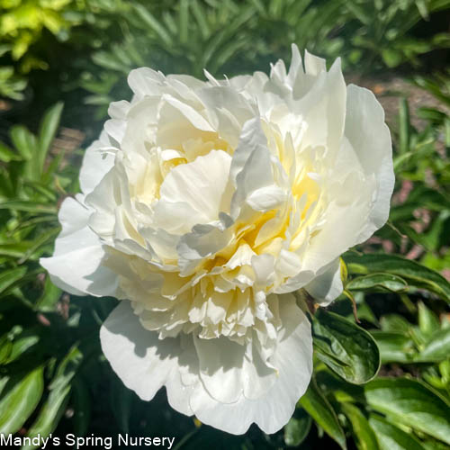 Duchesse de Nemours Peony | Paeonia lactiflora - Image 2