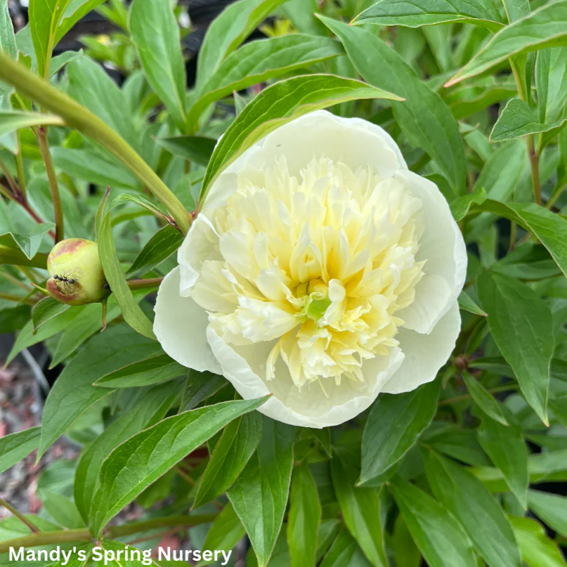 Duchesse de Nemours Peony | Paeonia lactiflora - Image 3