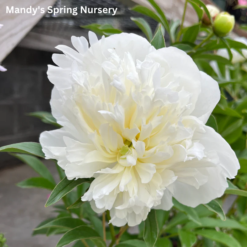 Duchesse de Nemours Peony | Paeonia lactiflora - Image 4