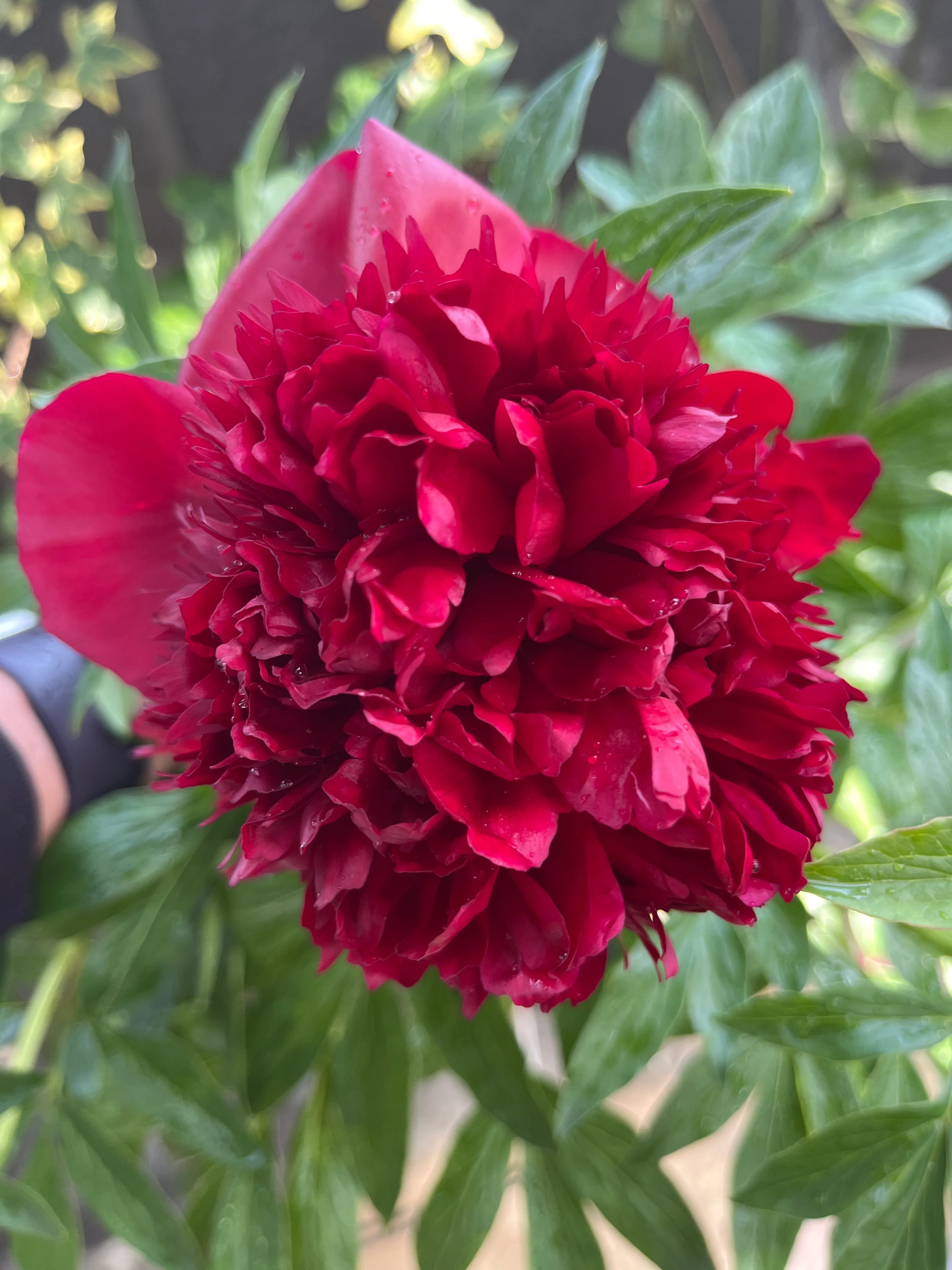 'Red Charm' Peony | Paeonia lactiflora - Image 3