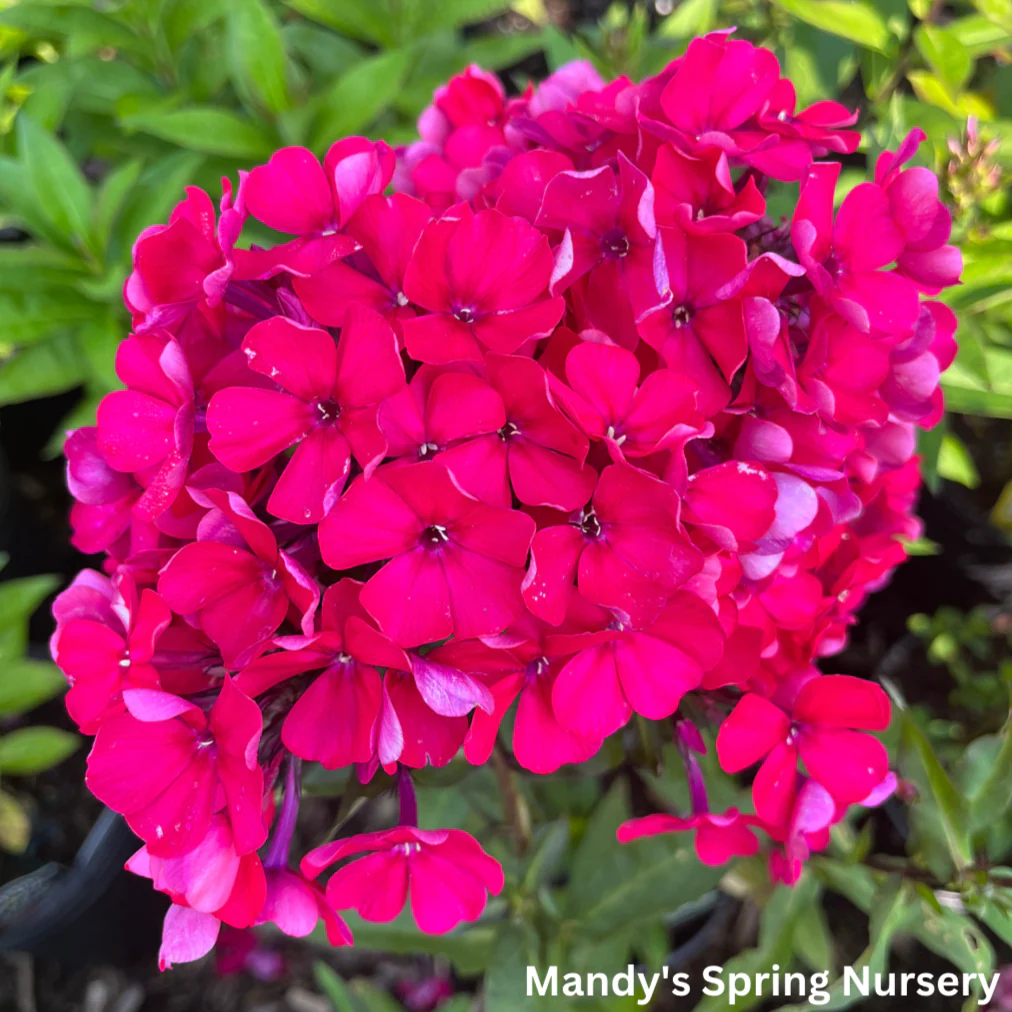 Starfire Garden Phlox | Phlox paniculata - Image 2