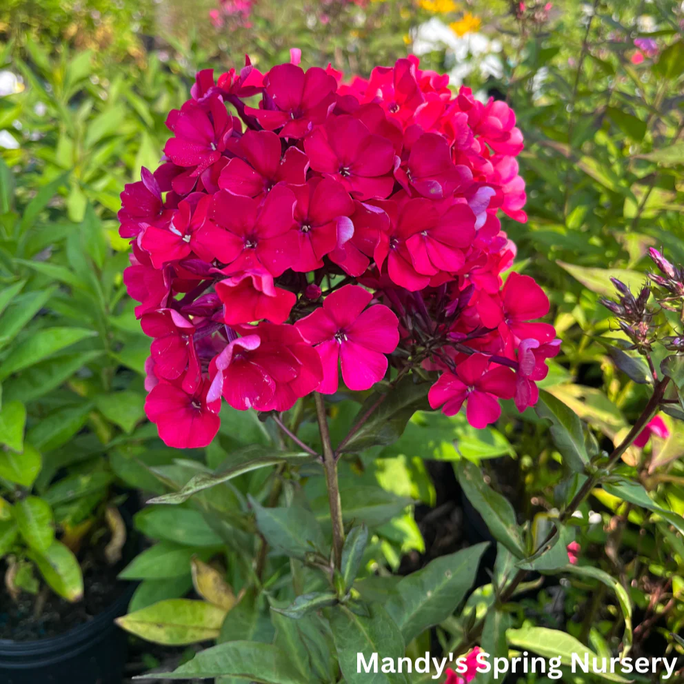 Starfire Garden Phlox | Phlox paniculata - Image 3