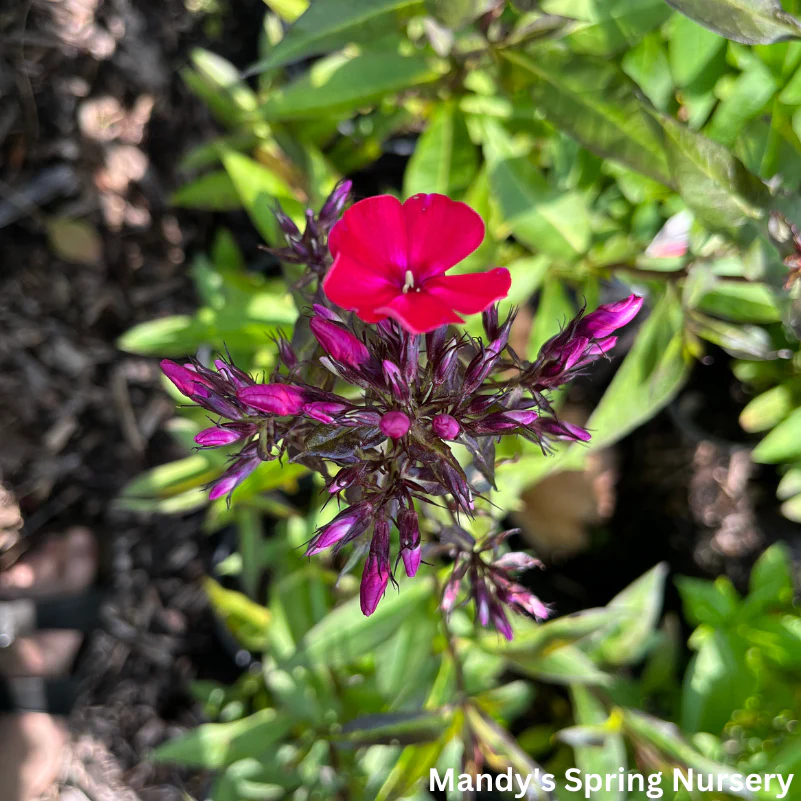 Starfire Garden Phlox | Phlox paniculata - Image 4