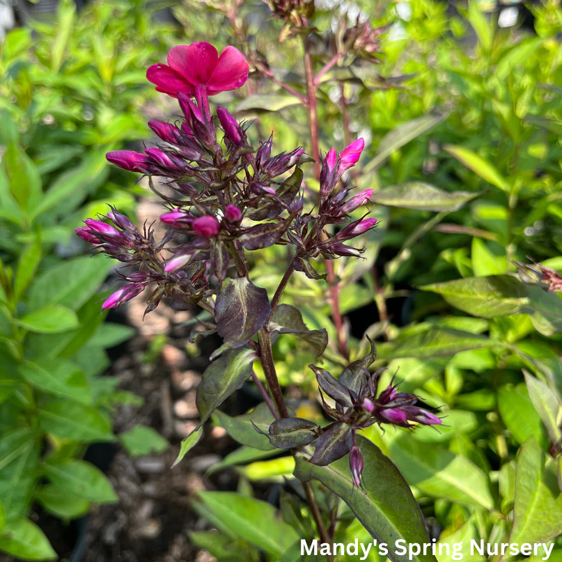 Starfire Garden Phlox | Phlox paniculata - Image 5