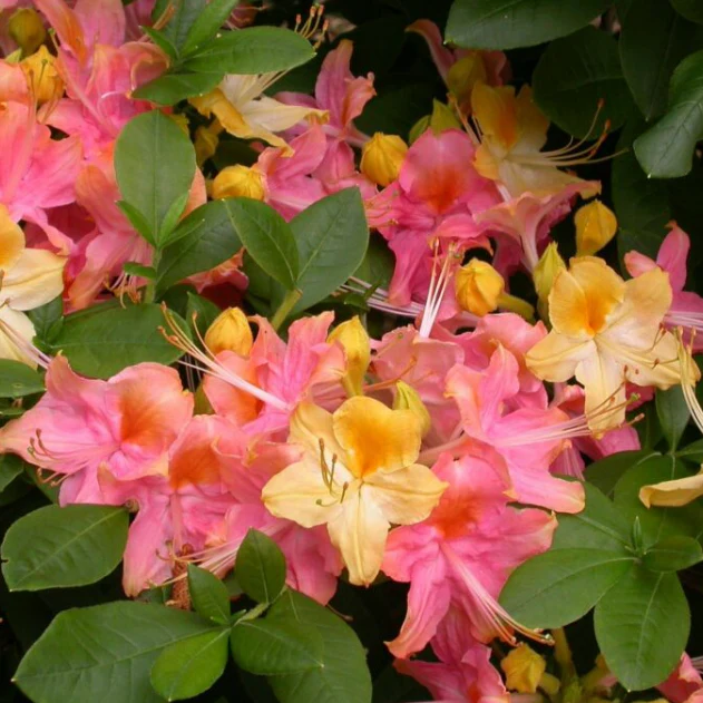 'Garden Rainbow' Deciduous Azalea - Image 2