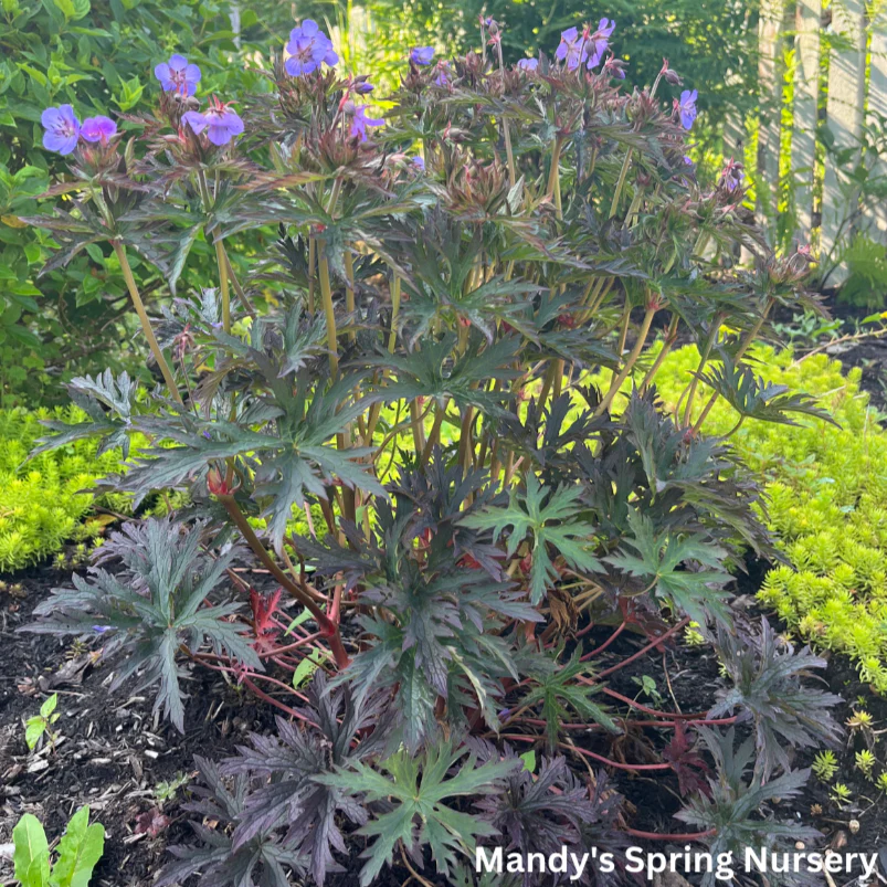 Dark Reiter Meadow Cranesbill Geranium | Geranium pratense - Image 3