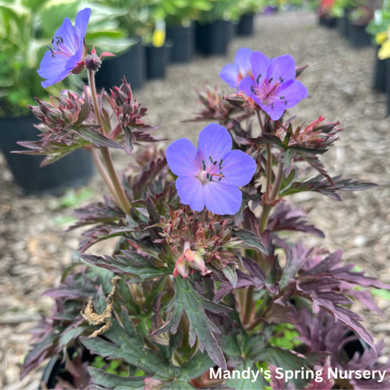 Dark Reiter Meadow Cranesbill Geranium | Geranium pratense - Image 4