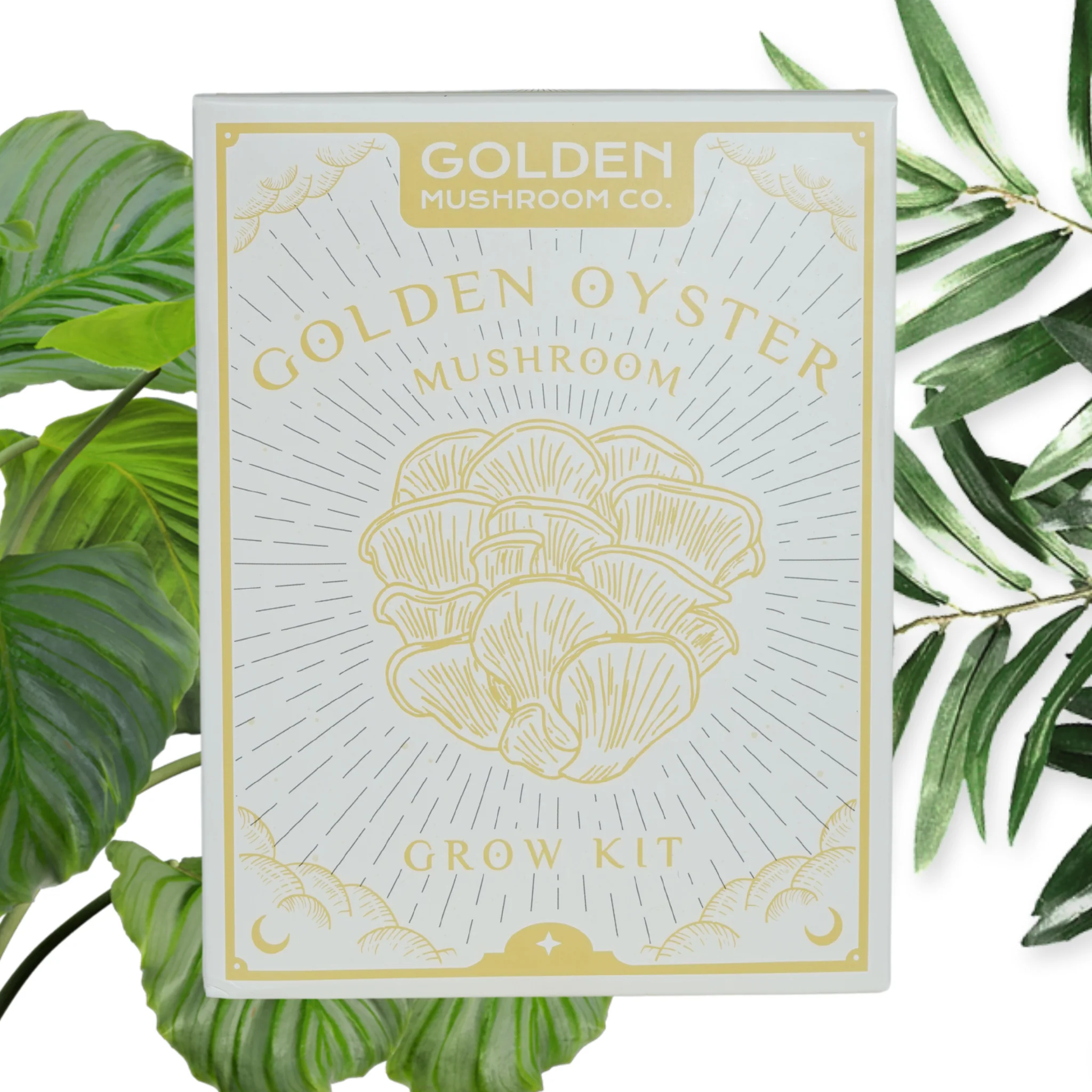Golden Oyster Mushroom Grow Kit - Image 6