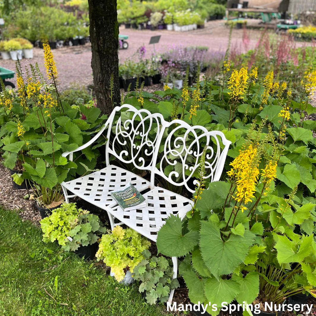 The Rocket Golden Ray | Ligularia stenocephala - Image 2