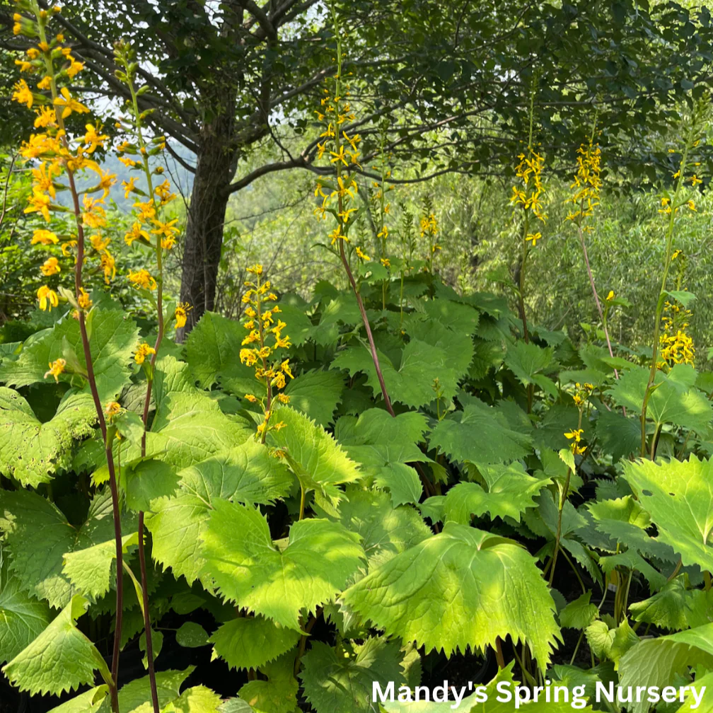The Rocket Golden Ray | Ligularia stenocephala - Image 3