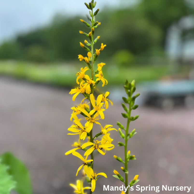The Rocket Golden Ray | Ligularia stenocephala - Image 4