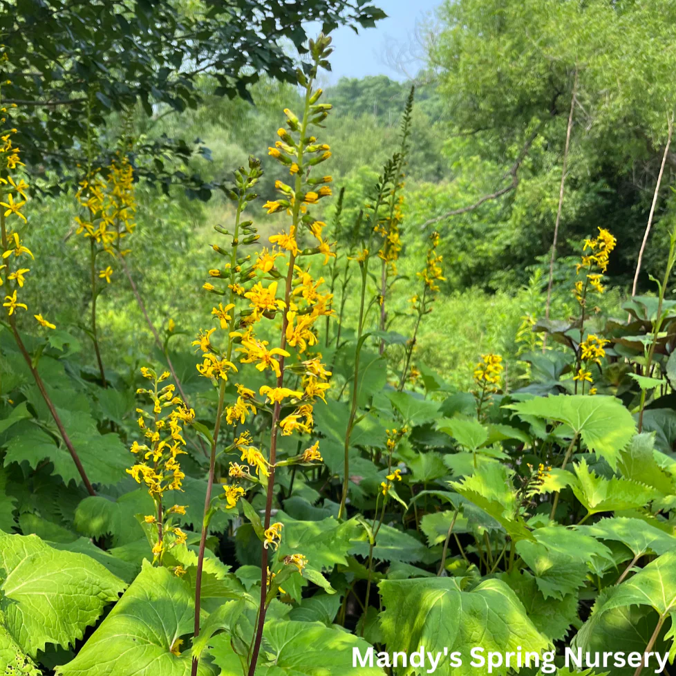 The Rocket Golden Ray | Ligularia stenocephala - Image 5