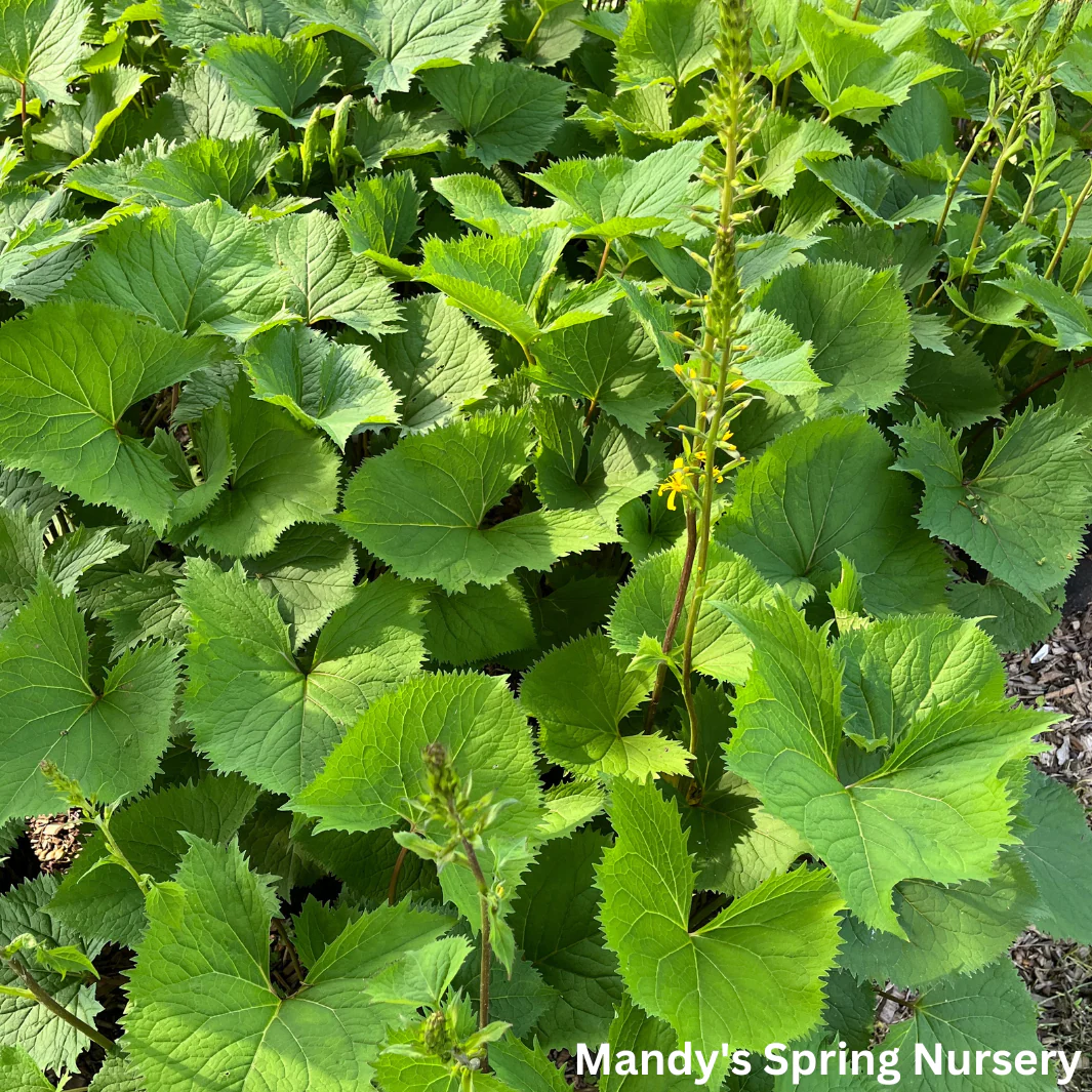The Rocket Golden Ray | Ligularia stenocephala - Image 7