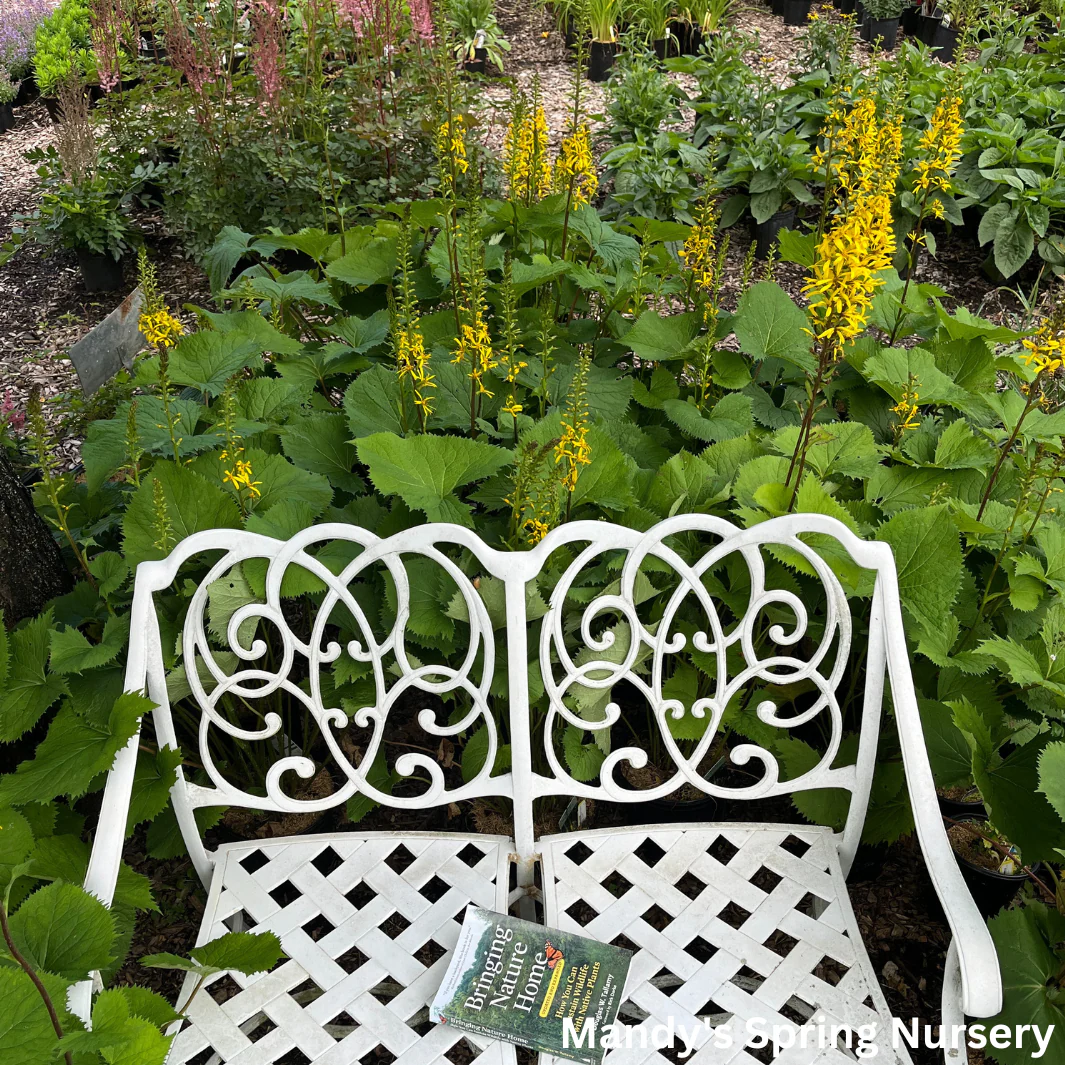 The Rocket Golden Ray | Ligularia stenocephala - Image 9