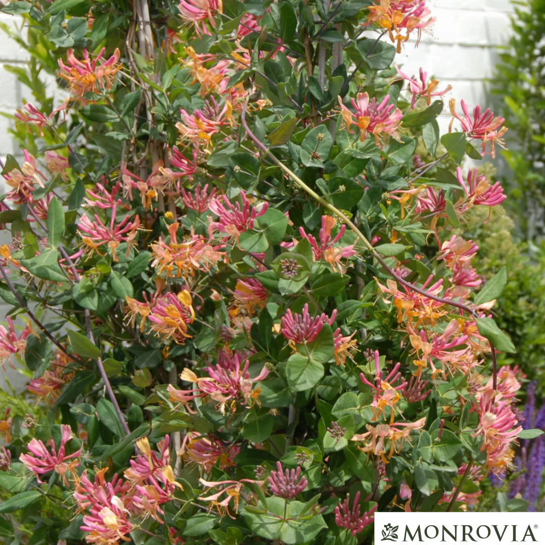 Goldflame Honeysuckle | Lonicera x heckrotti - Image 2