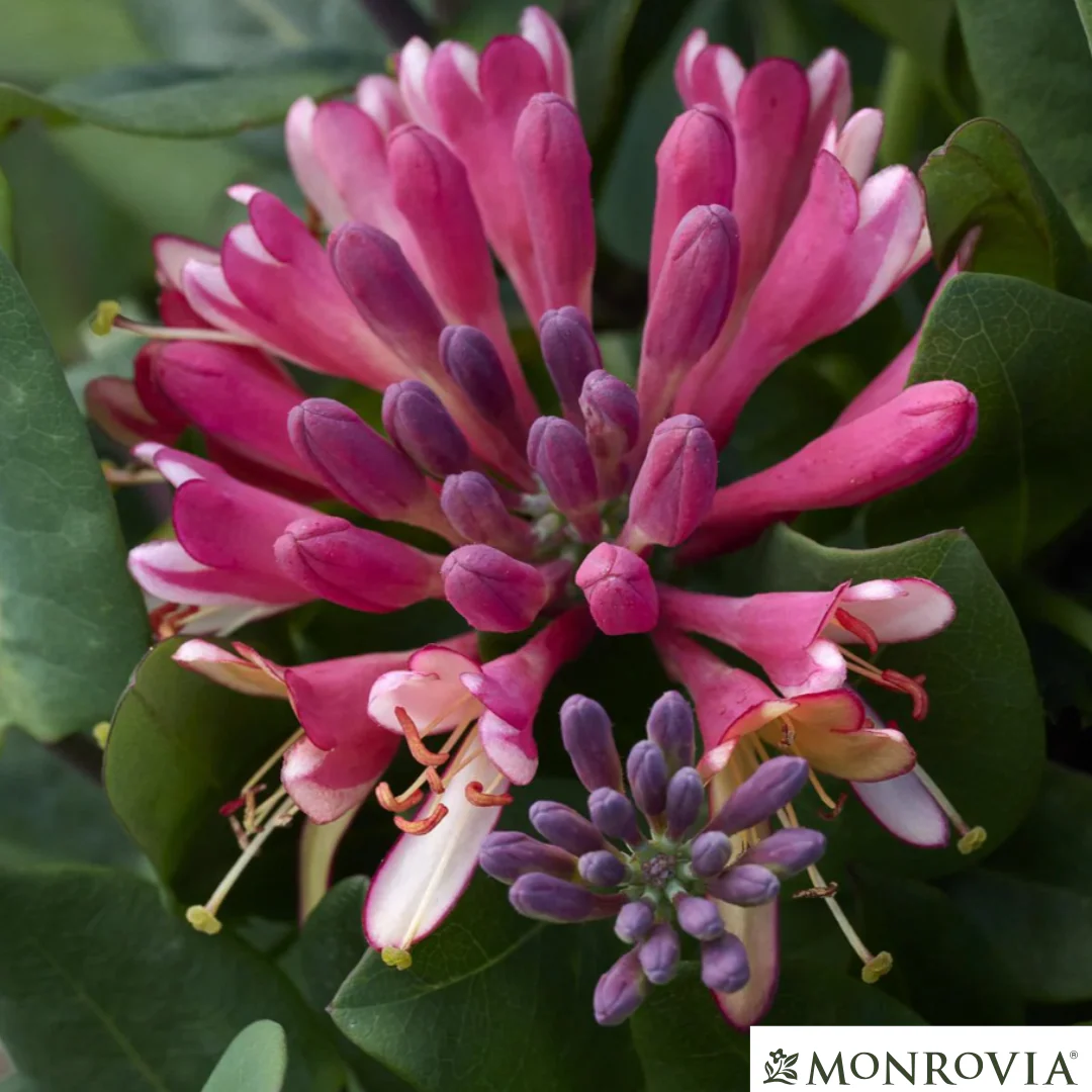 Goldflame Honeysuckle | Lonicera x heckrotti - Image 3
