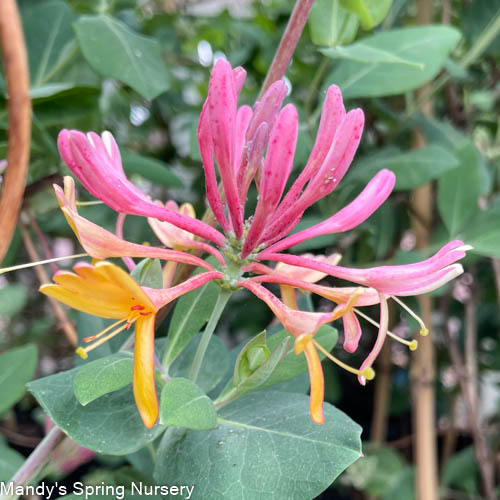 Goldflame Honeysuckle | Lonicera x heckrotti - Image 4