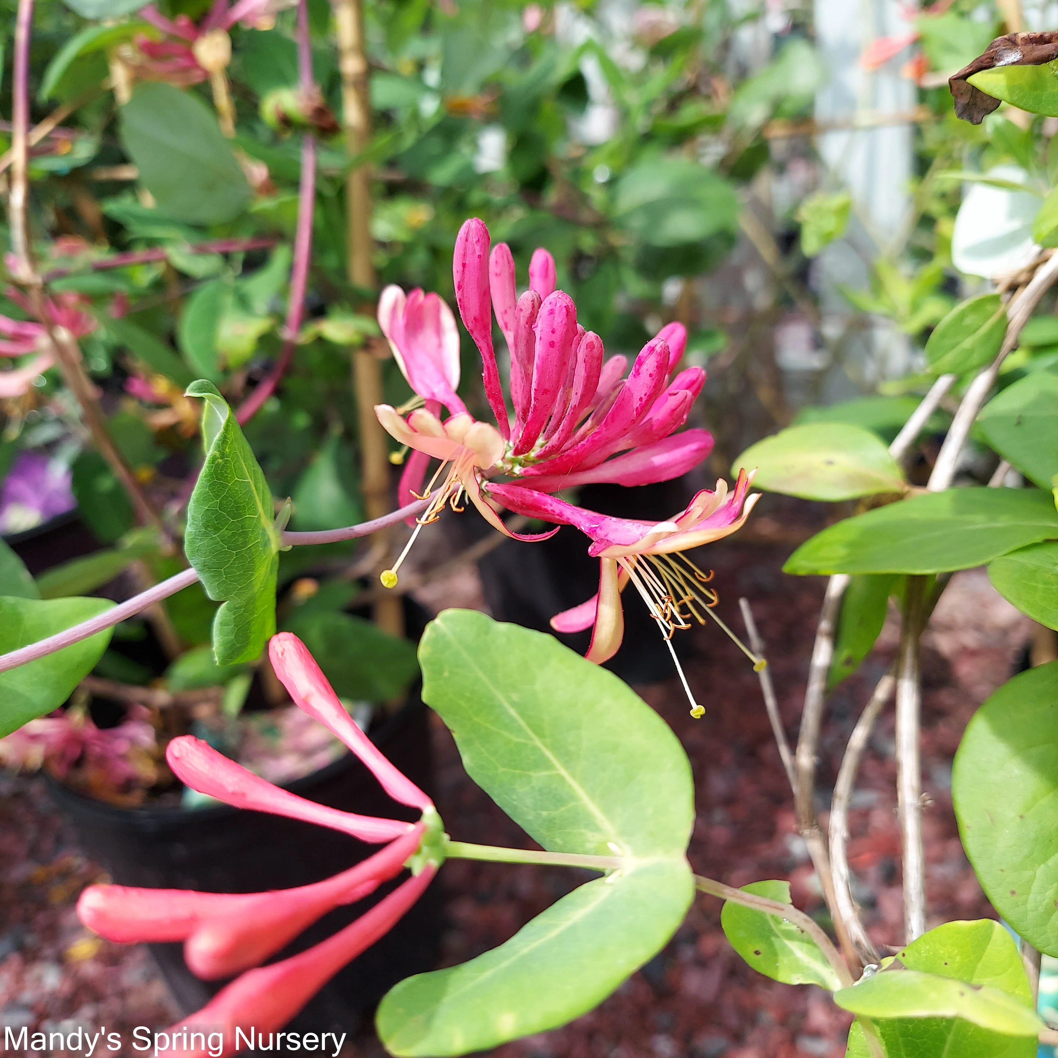 Goldflame Honeysuckle | Lonicera x heckrotti - Image 5