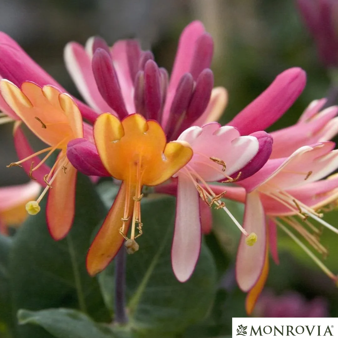 Goldflame Honeysuckle | Lonicera x heckrotti - Image 7