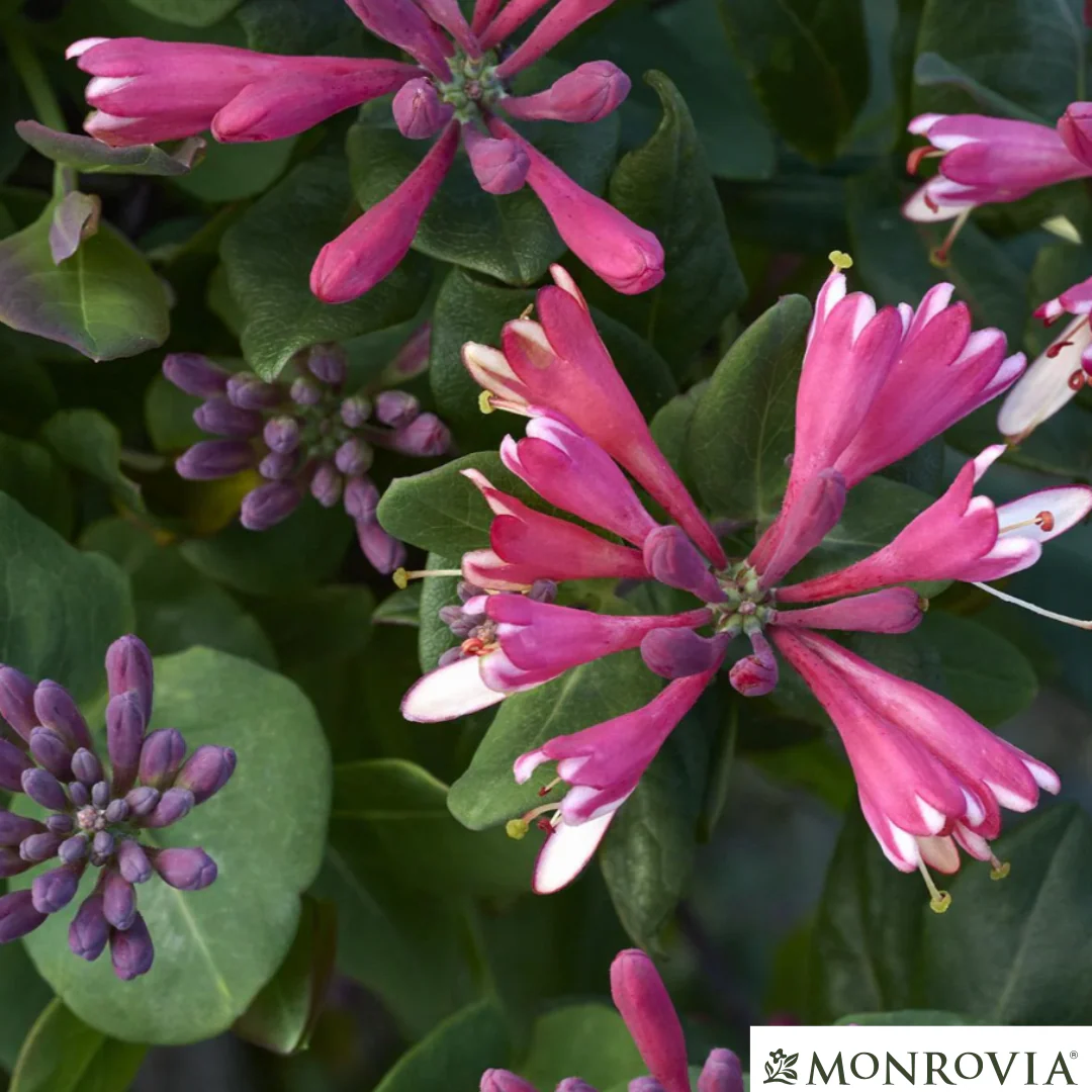 Goldflame Honeysuckle | Lonicera x heckrotti - Image 8