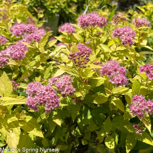 Goldmound Spirea | Spiraea japonica - Image 3