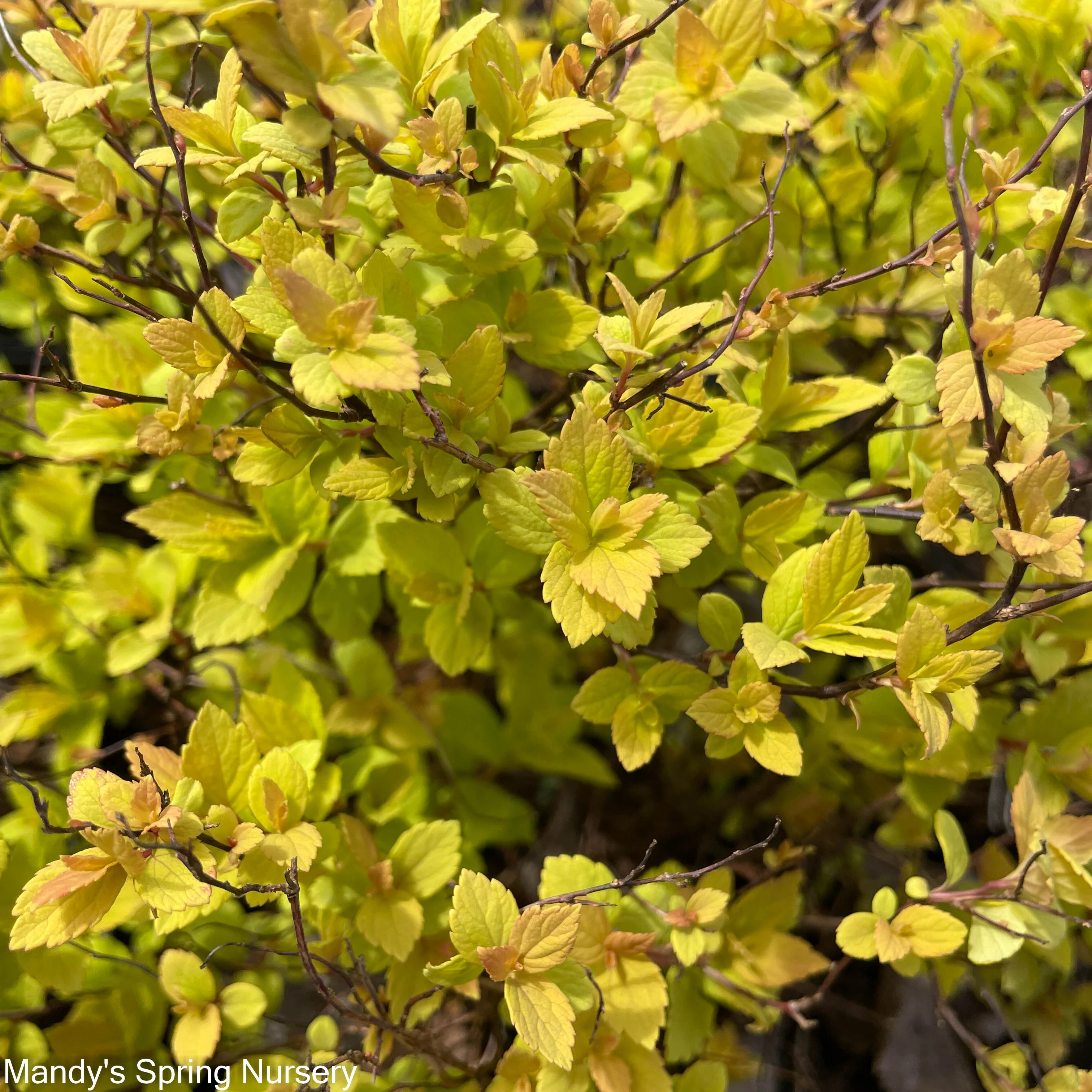 Goldmound Spirea | Spiraea japonica - Image 4