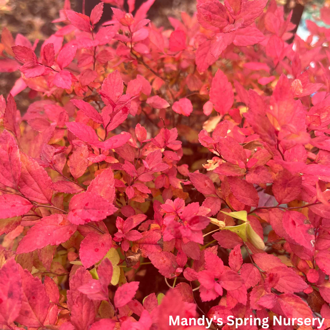 Goldmound Spirea | Spiraea japonica - Image 5