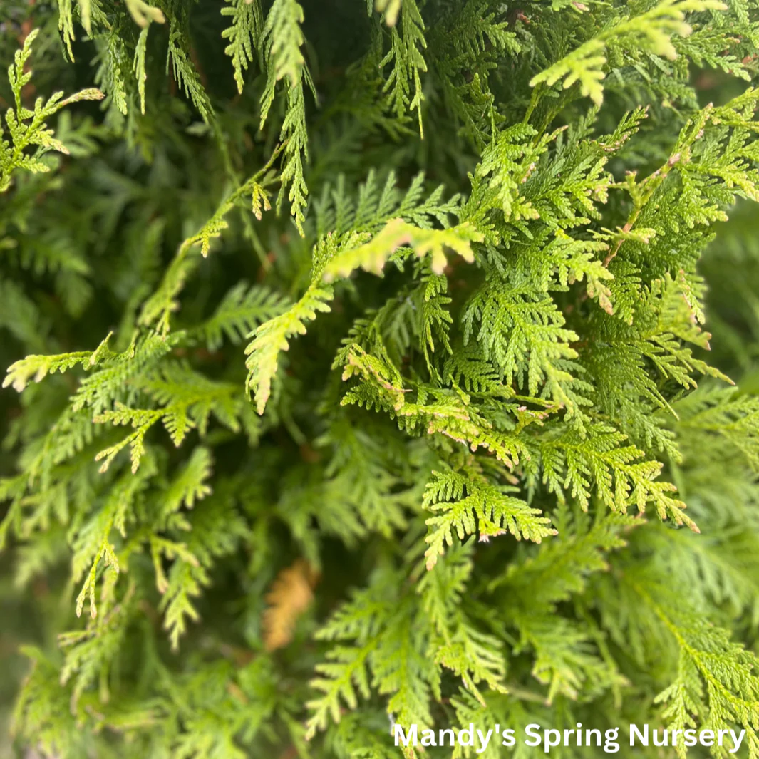 'Green Giant' Arborvitae | Thuja plicata red cedar ‘Green Giant’ - Image 2