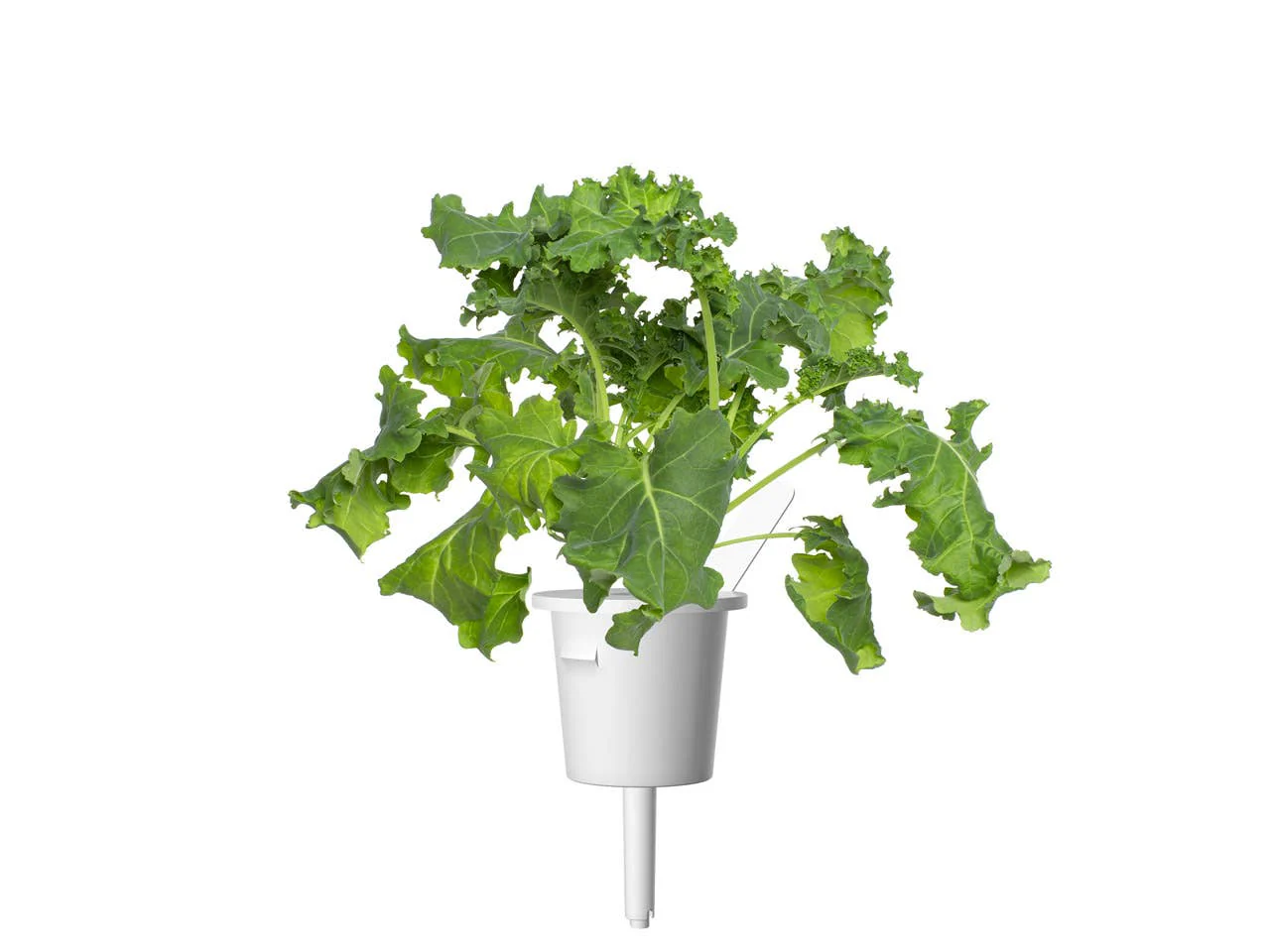 Green Kale Plant Pods 9-pack - Image 2
